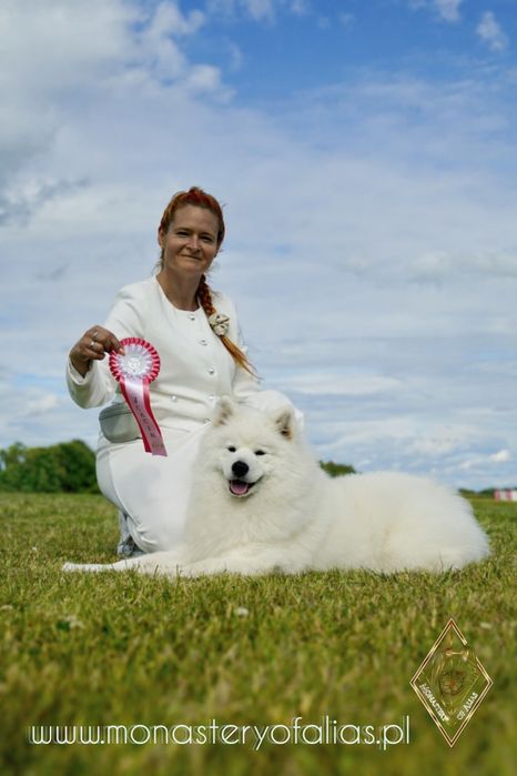 Samoyed/ Samoyed FCI/ Samojed – planowane mioty jesień/ zima 2026 | ZK