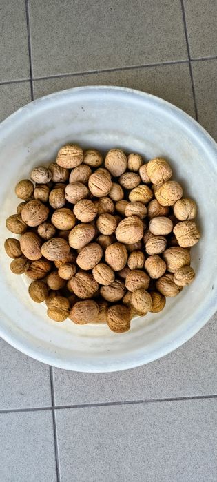 Orzechy włoskie świerze 5 kg