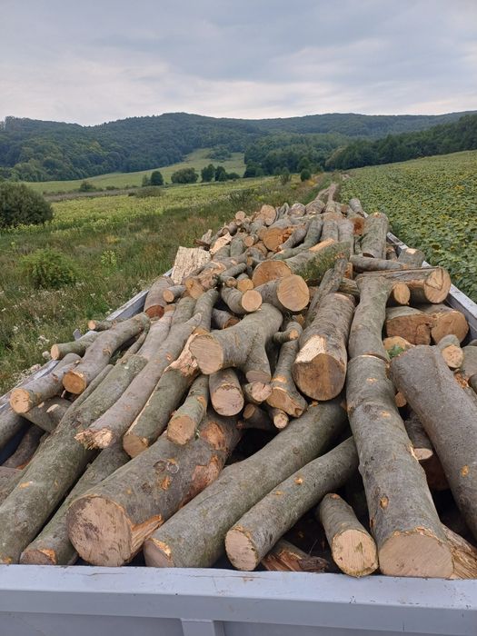 Дрова оптом порода бук, граб.