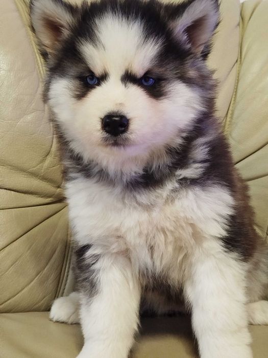 Siberian Husky suczka tel.-5.7.5.3.0.2.0.3.9.