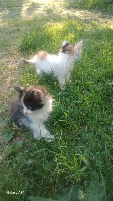 Подарую милих кошенят