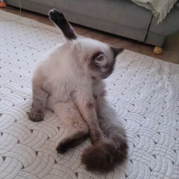 Котик шотландський Skotish