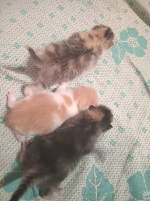 Котята в хорошие руки