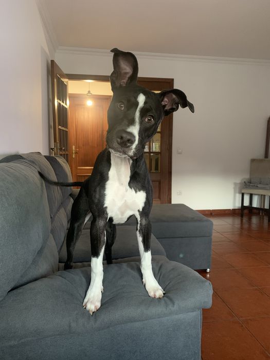 Adoção para Estrela  “Nova Familia”