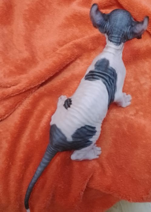 Хлопчик канадського сфінкса Ельф. Біколор.