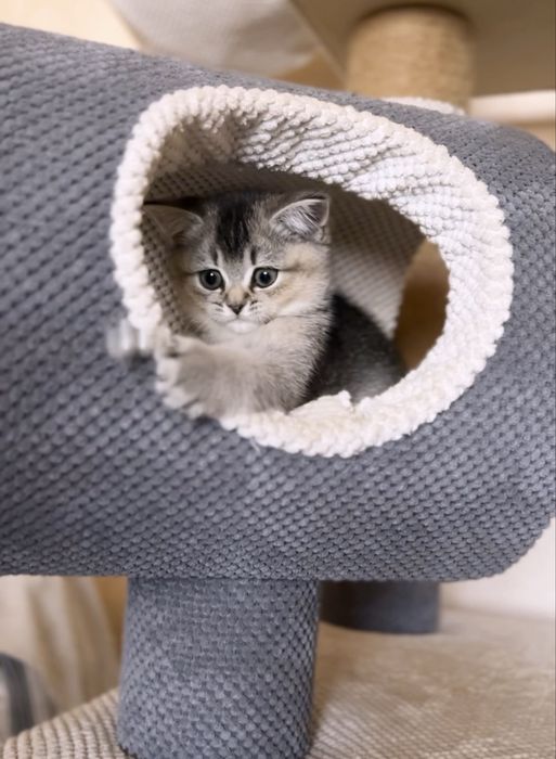 Плюшевий котик для вас