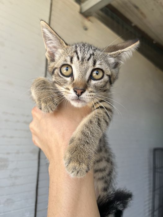 3 Gatinhas Bebés para Adoção Responsável
