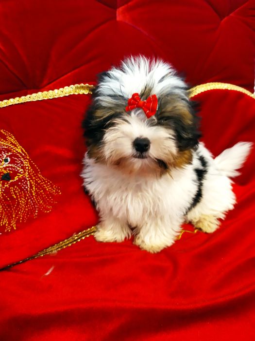 Mini samczyk do 1,50kg Biewer Yorkshire terrier.