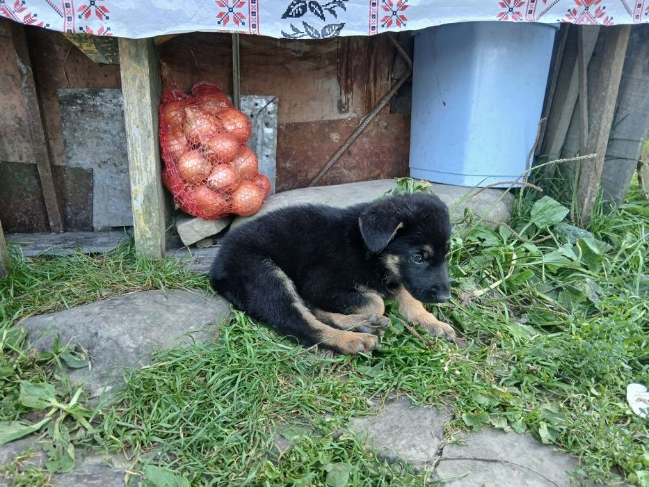 Продаються чистокровні песики