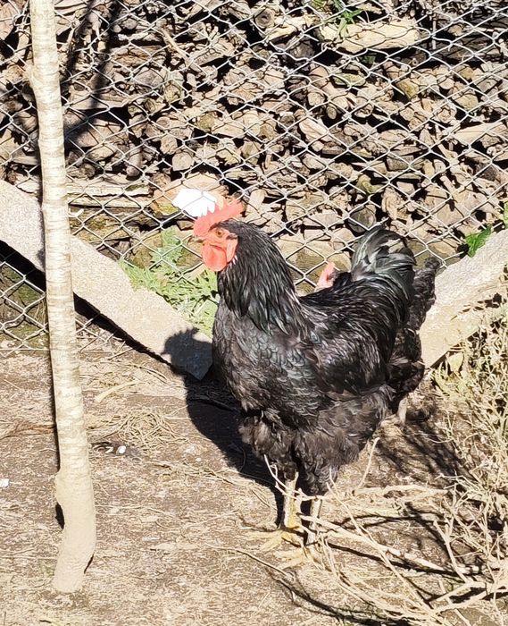 Vendo ovos galados de galinha Jersey Gigante Negro