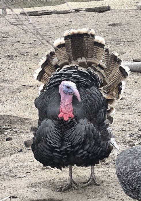 2+1 indyki staropolskie