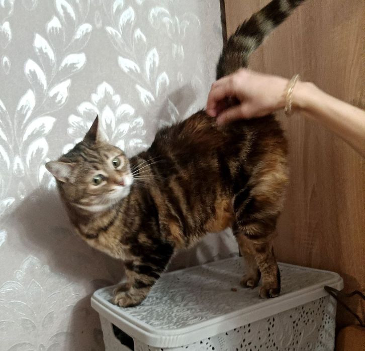 Очень красивая кошечка в бенгальской шубке ( 3 года) ищет  дом