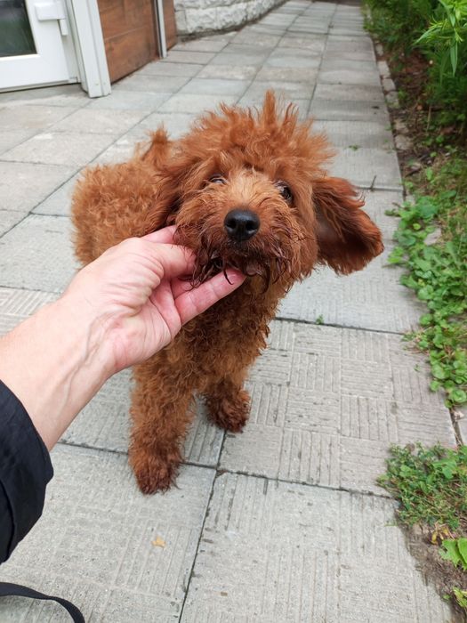 5- и місячний хлопець карл.Пулеля мініатюра