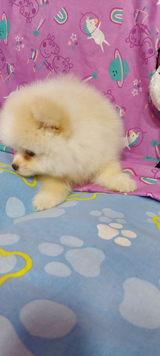 Шпіц хлопчик вакцинований