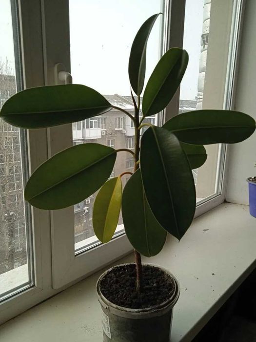 Продам фикус каучуковый