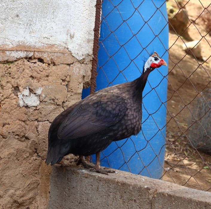 Ovos de Fraca para Incubação