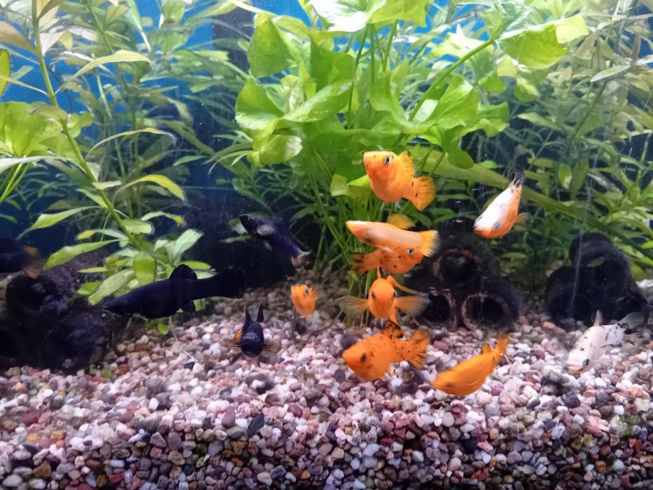 Skalar, molinezje, bocje, kiryski,  glonojad- rezerwacja  do 5 lutego