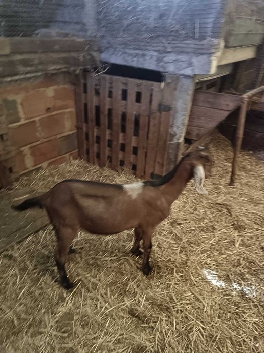 Cabrito anglo nubiano