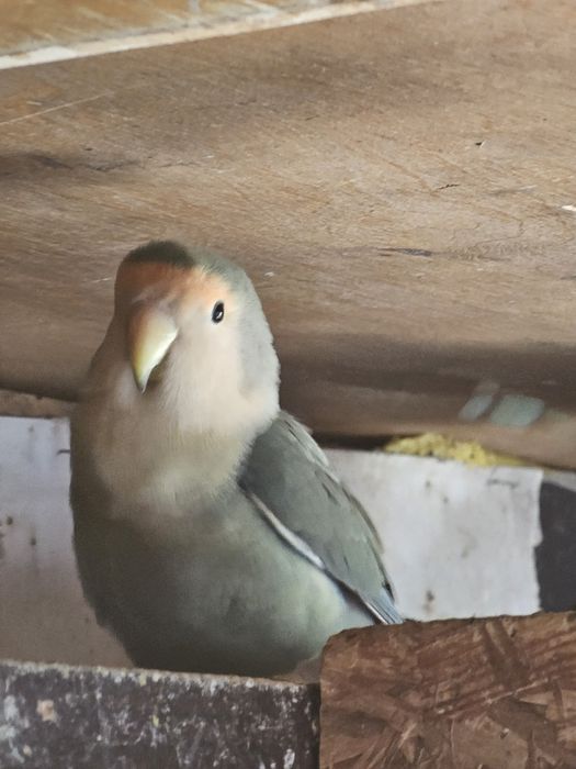 Papuga nierozłączka