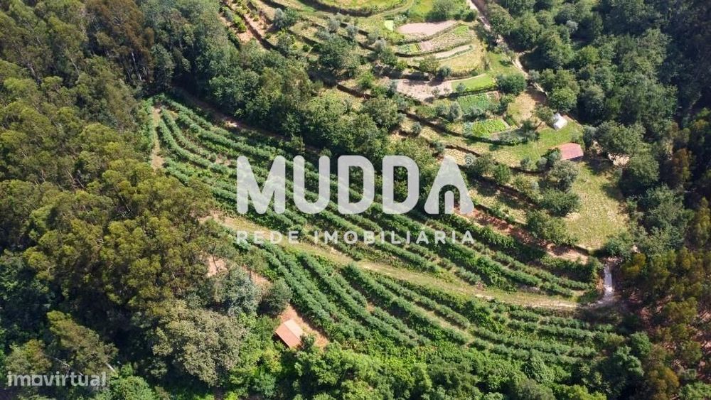 Trespasse de exploração de mirtilos, Rocas do Vouga, Sever do Vouga