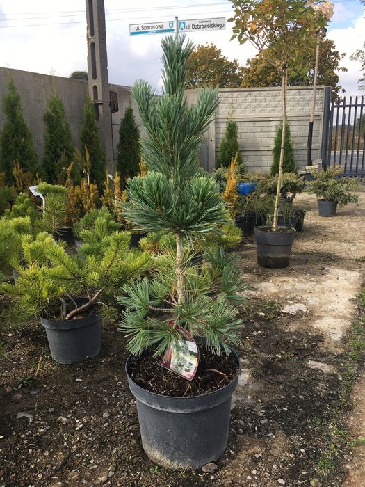 Sosna ( Pinus flexilis „ Vanderwolf’s Pyramid”)