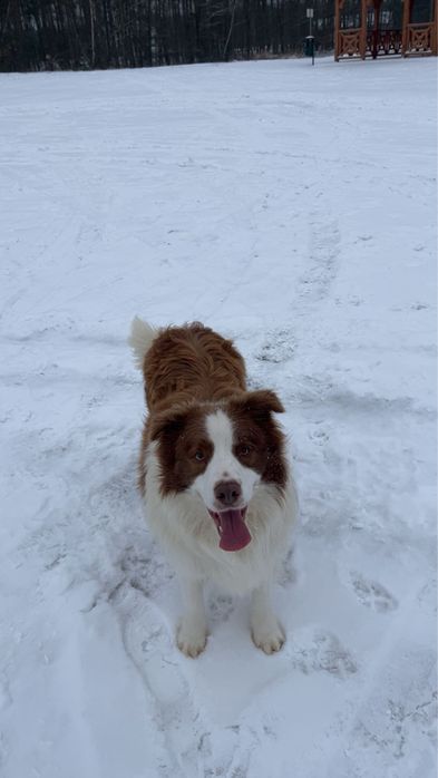 Border Collie Sami