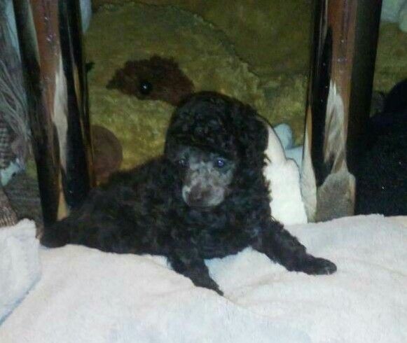 Пудель карліковий срібний вязка