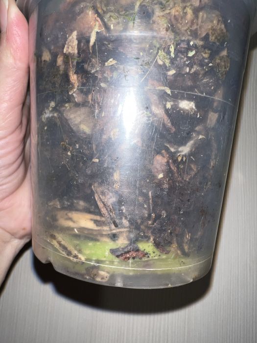 Орхидея. Фаленопсис. Rayka 9.