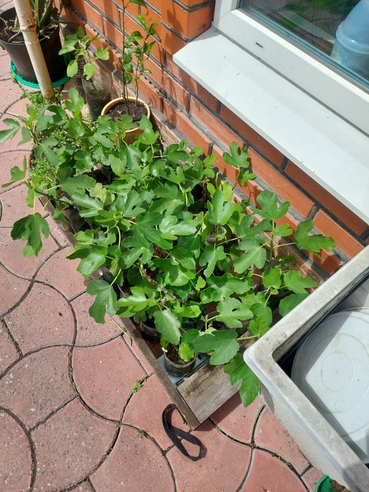 Черенки  инжира   и Гранат