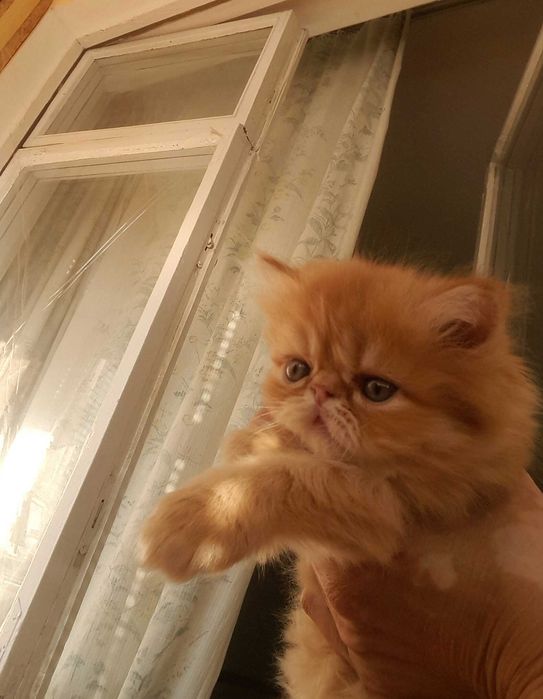 Кошенята  перси  Швидка) та Соня)