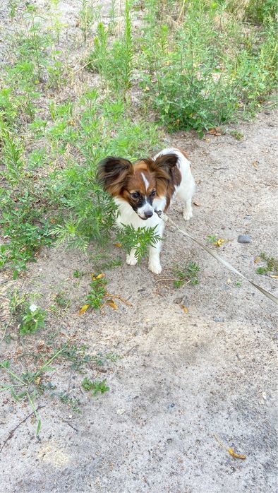Запрошуєм на побачення, папійон