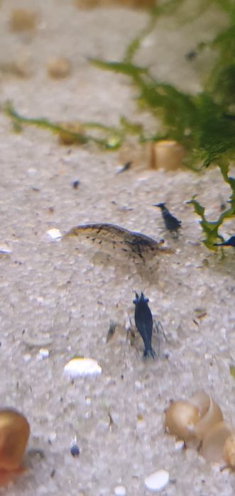 (PROMOÇÃO) Camarões Neocaridina Wild