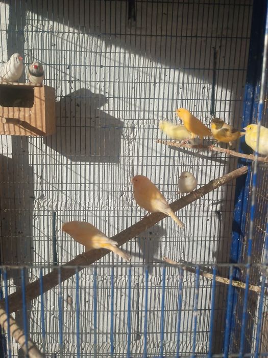 Posiadam papugi kolorowe