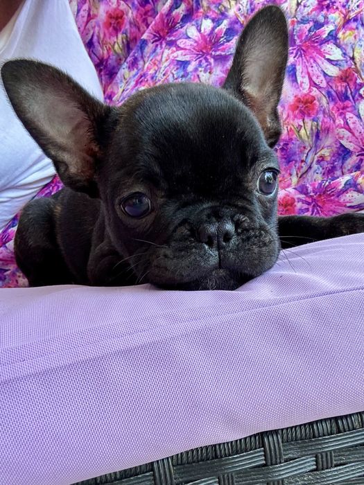 Buldog Francuski  Blue Czarny Marengo
