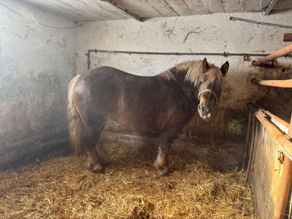 Sprzedam klacz źrebną