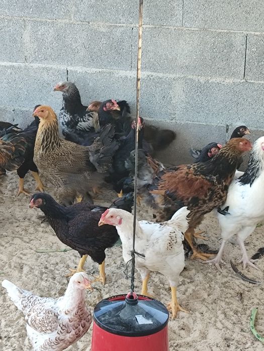 Frangos de várias raças