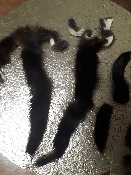 Хвостики норки разных размеров