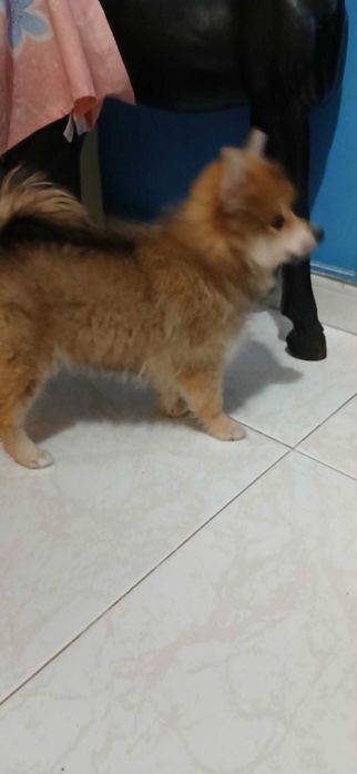 Lulu da pomerânea menina