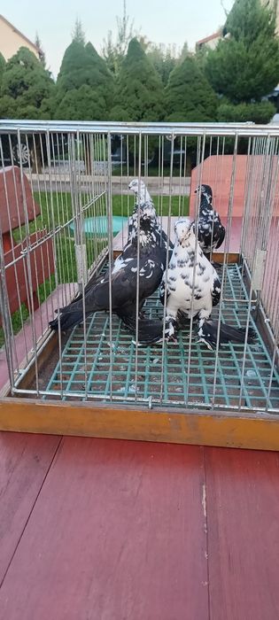 Gołębie wiedyny sprzedam