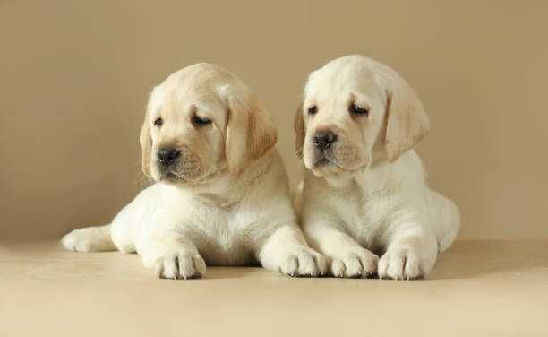 Здорові та активні щенята лабрадора