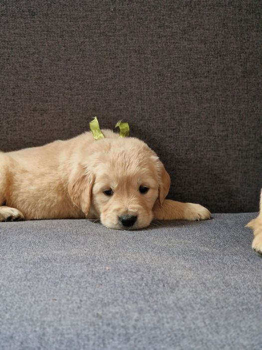 Цуценята золотистого ретривера