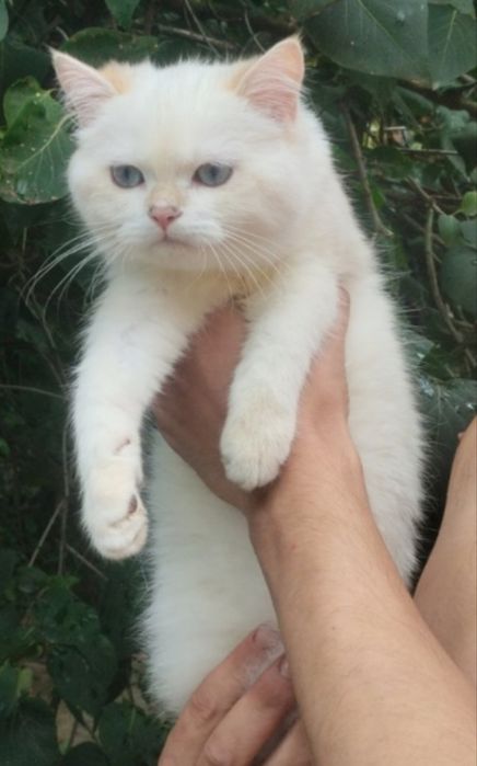 Шикарний блакитноокий британський котик 5 місяців