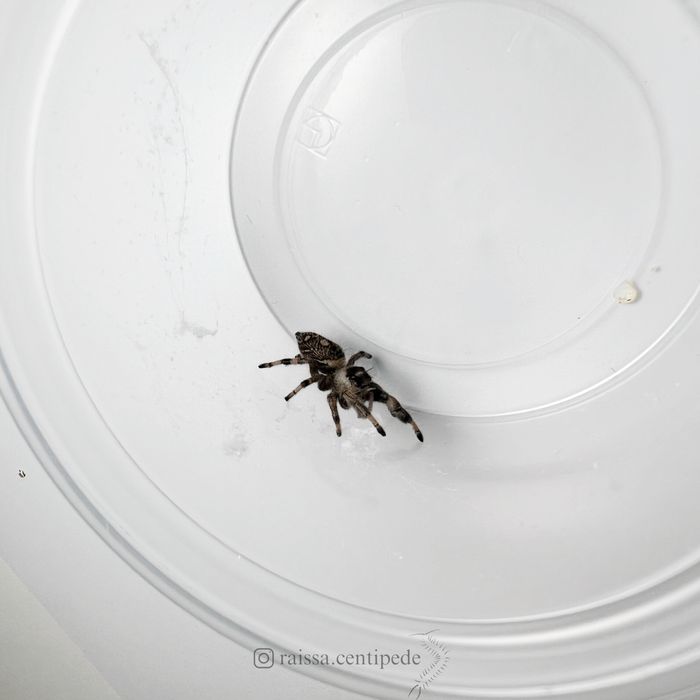 Skakun królewski Bahama (Phidippus regius)