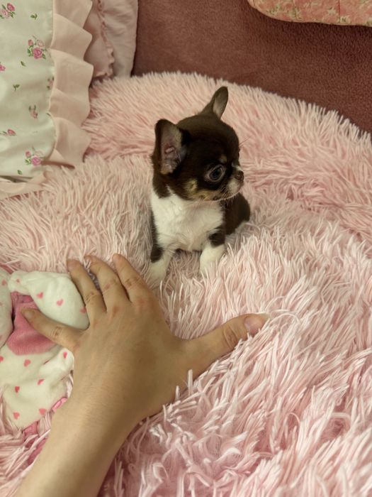Malutki piesek chihuahua czekoladowy