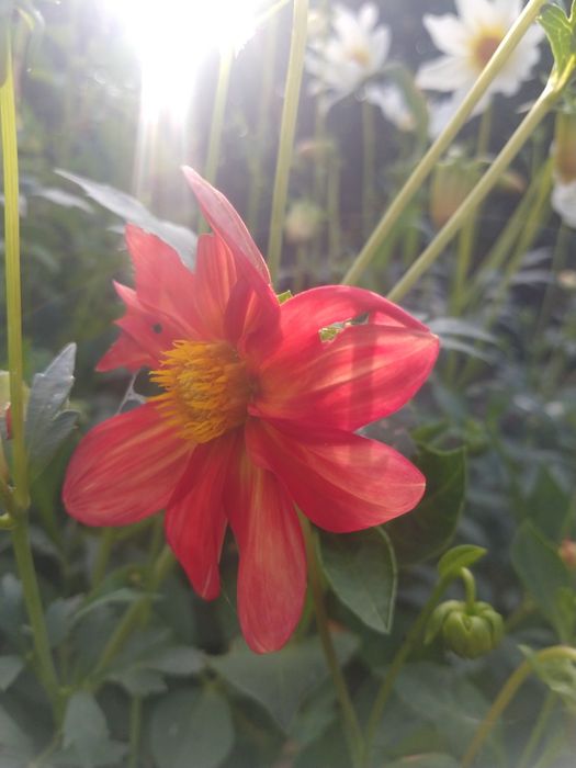 Nasiona dalii niskich 20 sztuk