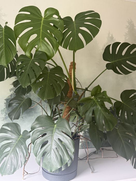 Monstera duża, zdrowa
