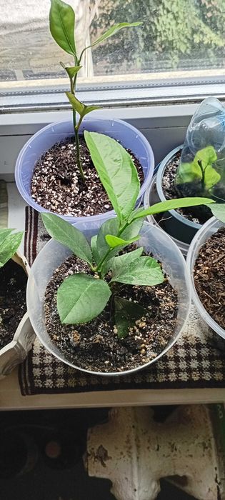 Лимон Загара, Карубару