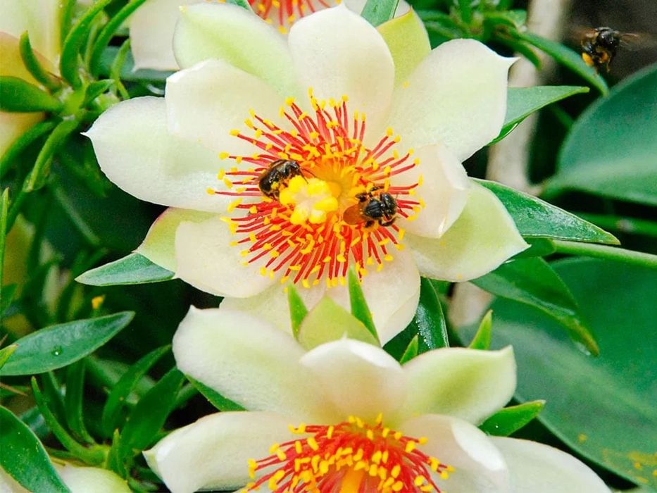 Pereskia aculeata - Ora-pro-nobis   Plantas e Flores para Jardim  plants flowers garden