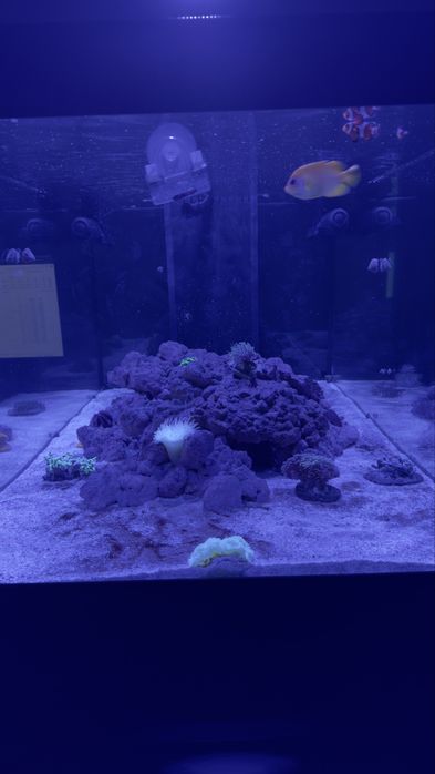 Aquário completo, com sump e móvel