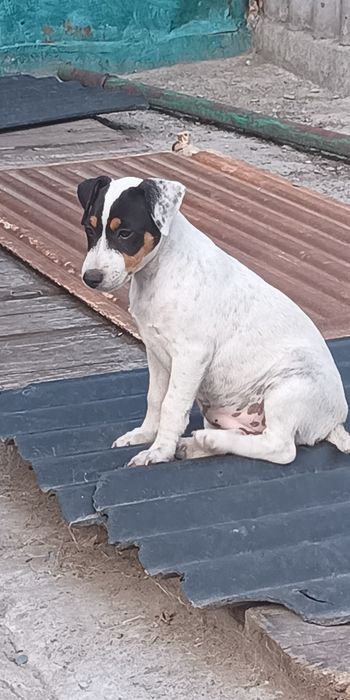 Джек Рассел тер'єр